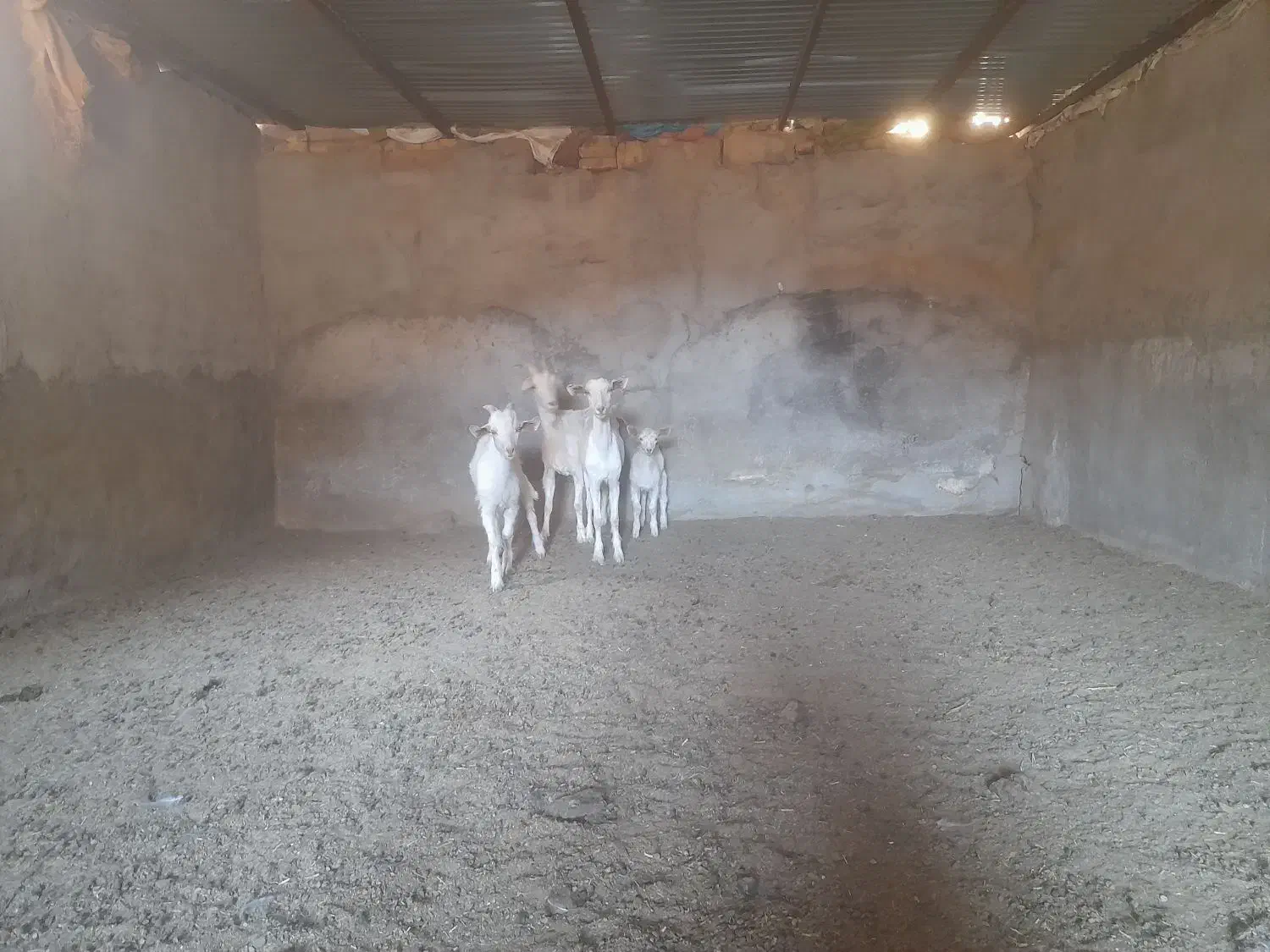 بز و کرهی|حیوانات مزرعه|مهریز, |دیوار