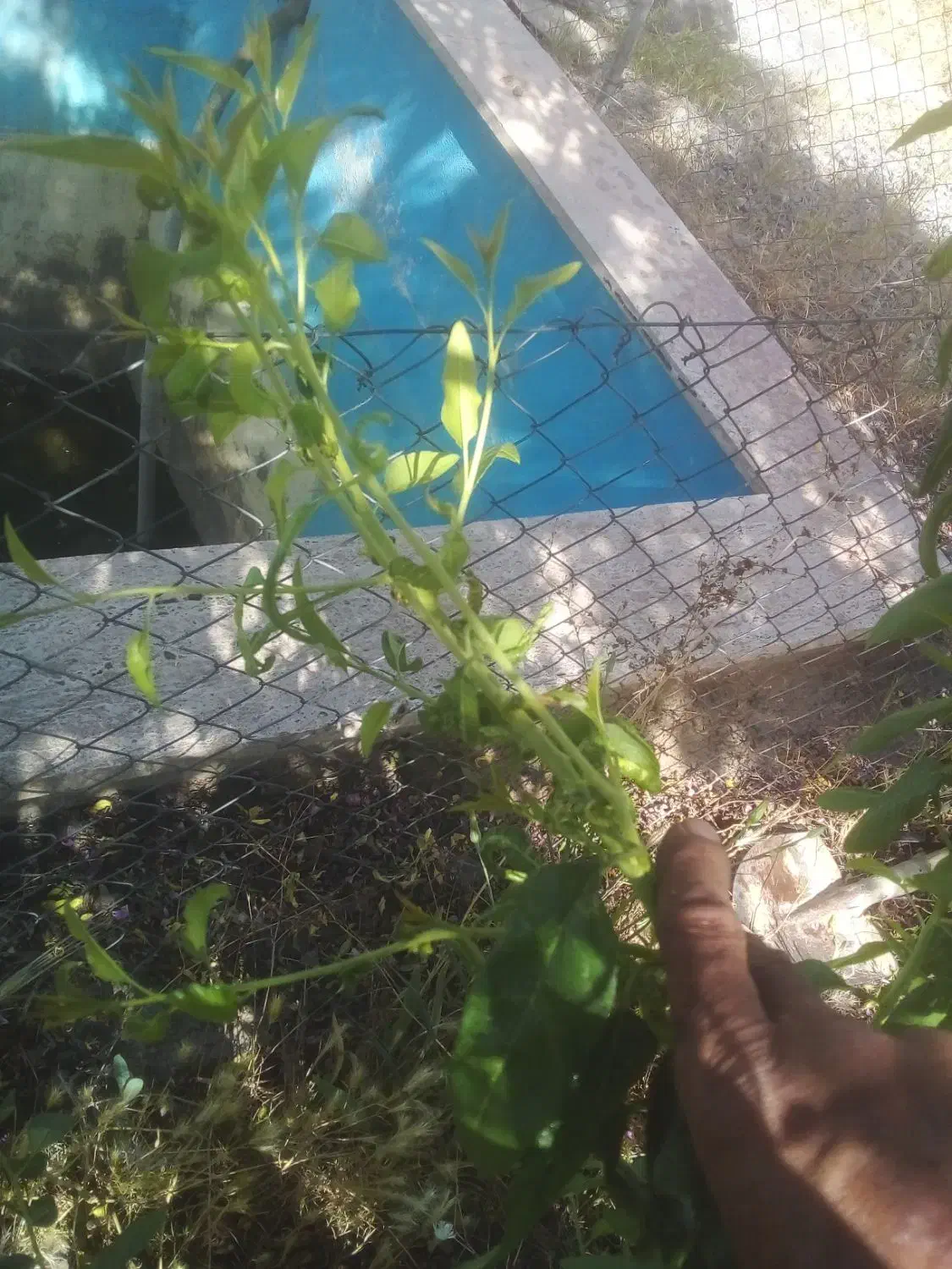 اجرای ابیاری قطره ای ساخت استخرساختمانآلاچیق باغ|خدمات باغبانی و درختکاری|ساوه, |دیوار