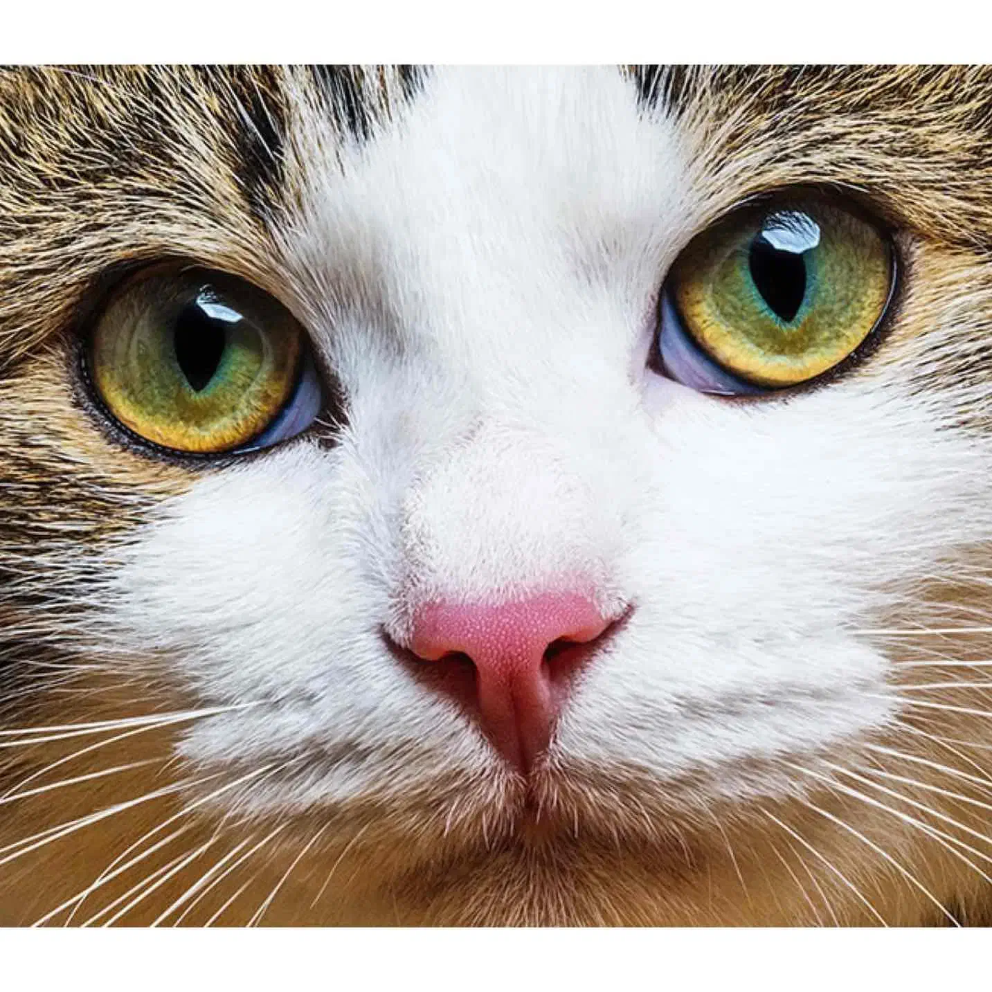 گربه پیدا شده|گربه|چناران, |دیوار