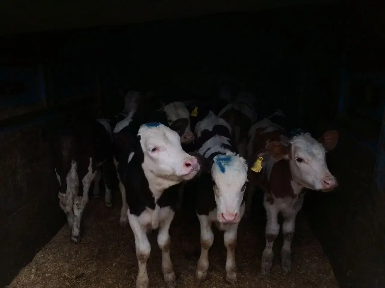 مرکز فروش دام|حیوانات مزرعه|بندر ترکمن, |دیوار