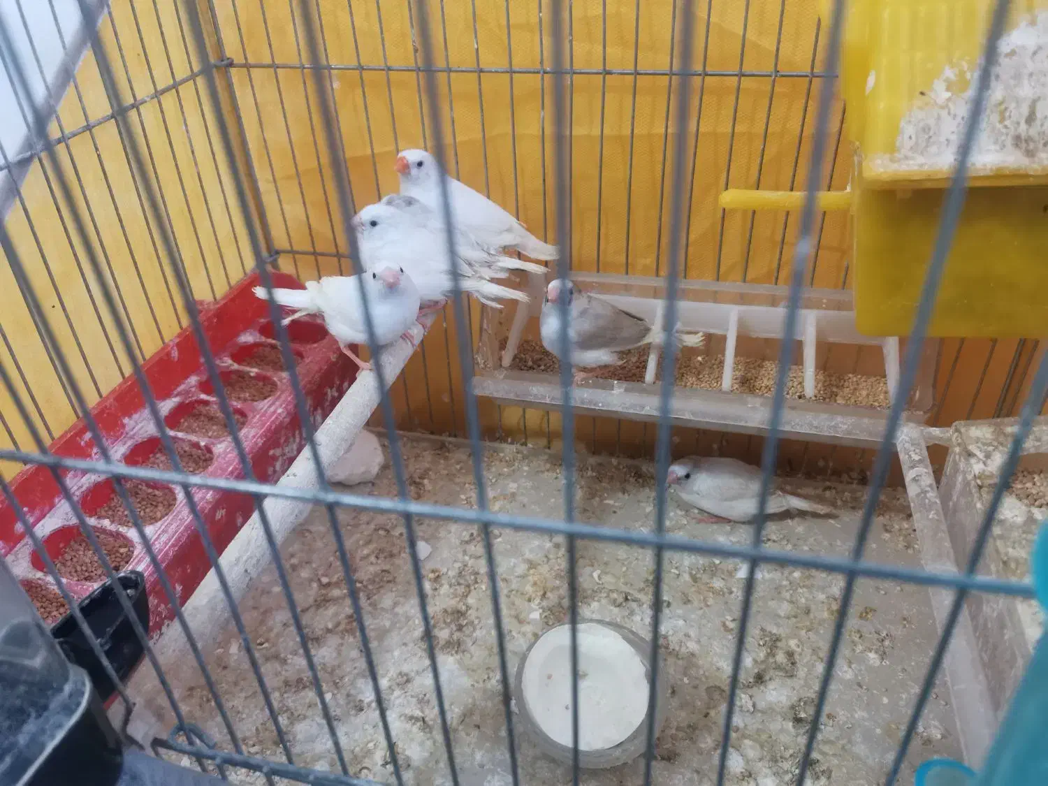 فنچ|پرنده|شیراز, فرگاز|دیوار