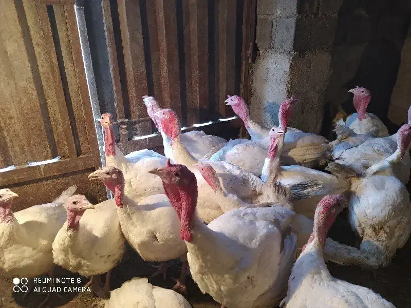 بوقلمون گوشتی|حیوانات مزرعه|شاهرود, |دیوار