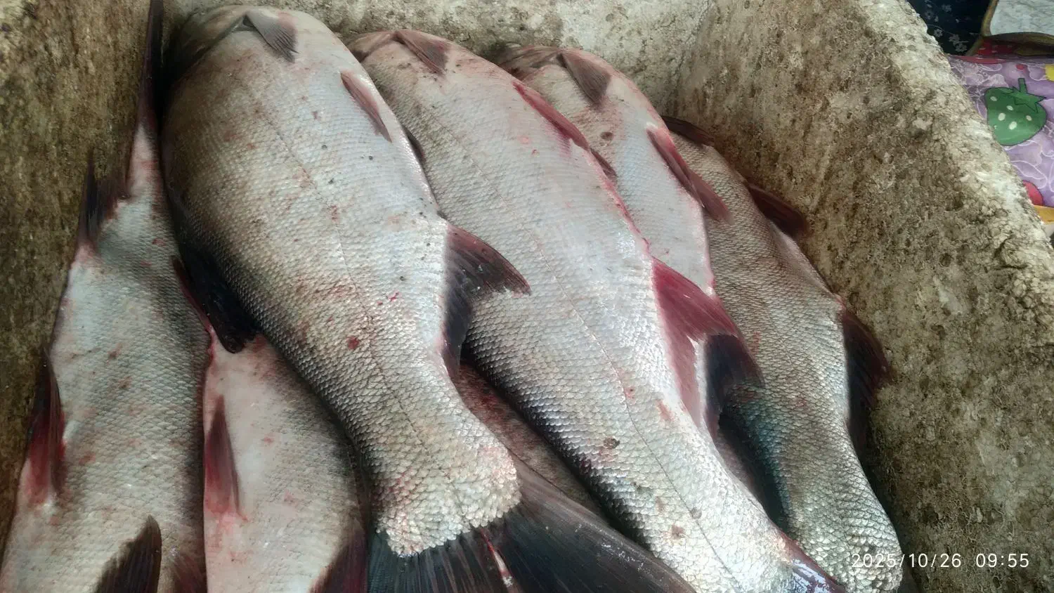 ماهی|حراج|زیویه, |دیوار