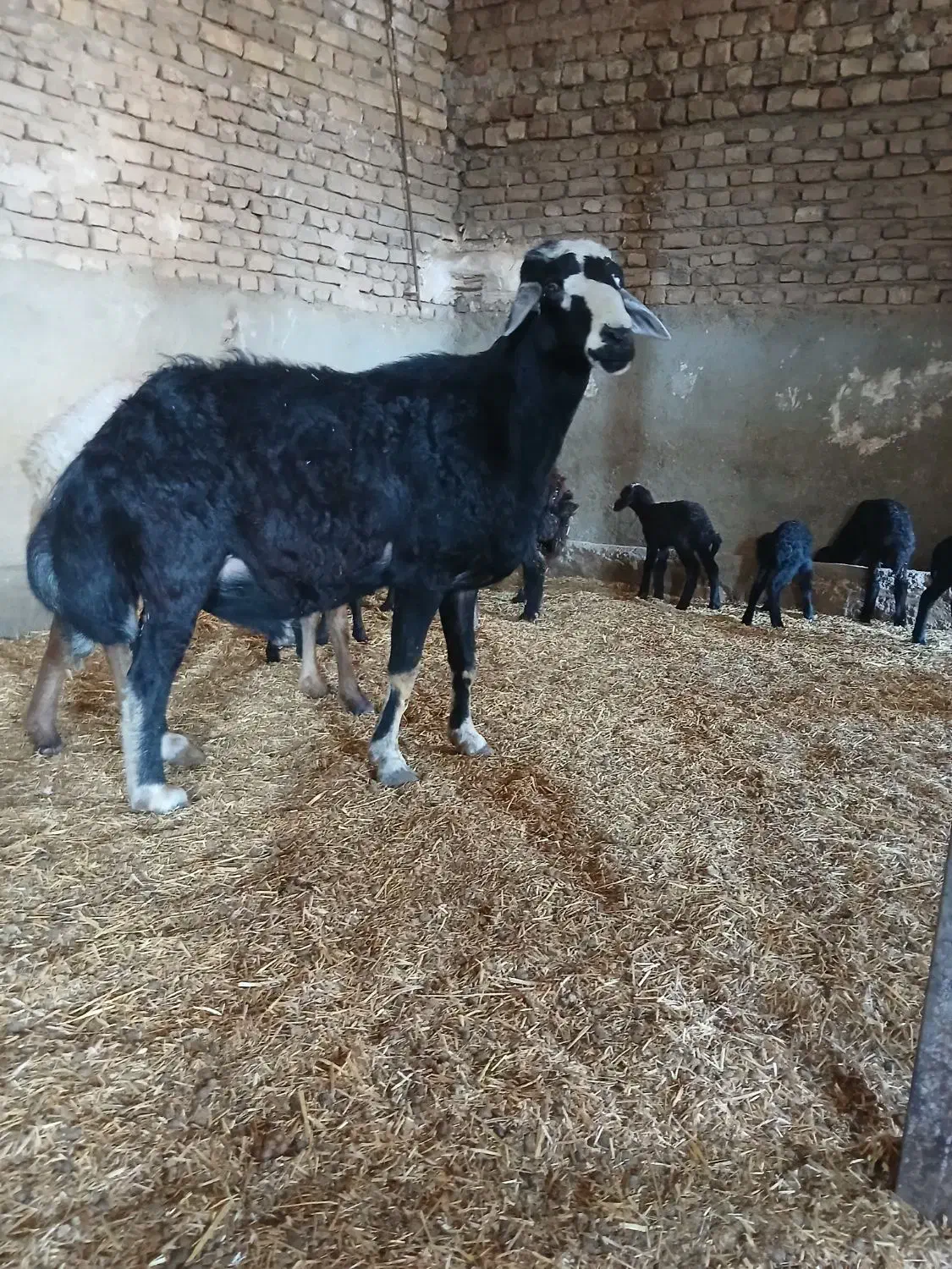 یک راس قوچ|حیوانات مزرعه|طرهان, |دیوار