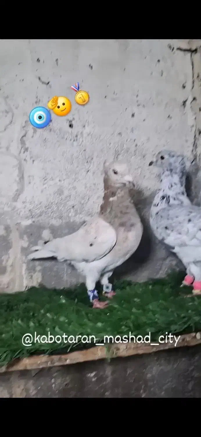 نروماده سار کاکلی عطیقه|پرنده|مشهد, کوی المهدی|دیوار