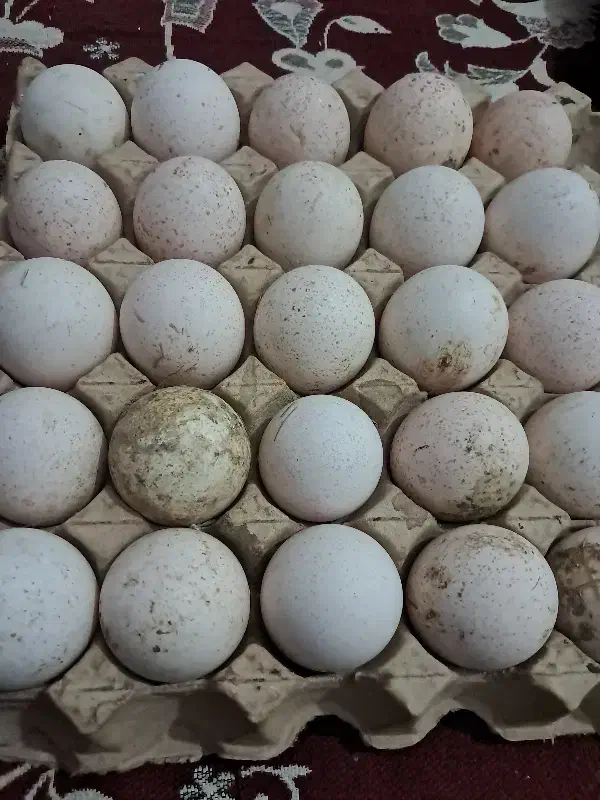 تخم بوقلمون|حیوانات مزرعه|اهر, |دیوار