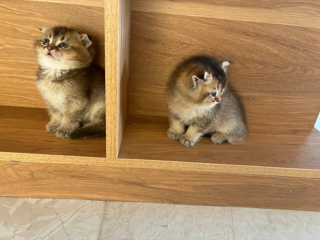 گربه های ملوس و خانگی|گربه|شیراز, پایانه مسافربری سعدی|دیوار