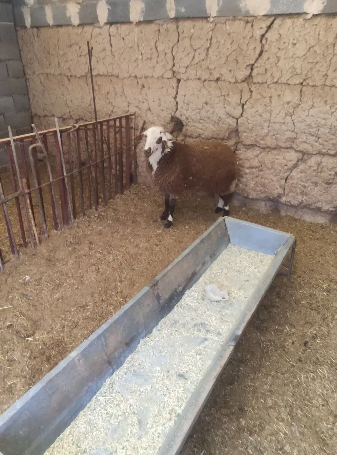 بره نر دورگ لاکن|حیوانات مزرعه|مهریز, |دیوار