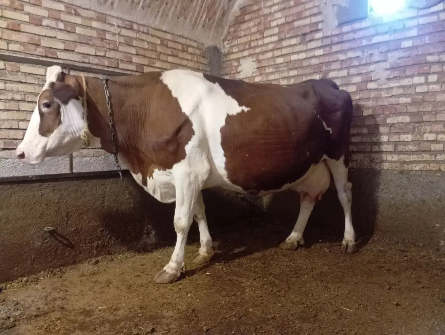 گاو سیمنتال|حیوانات مزرعه|تسوج, |دیوار