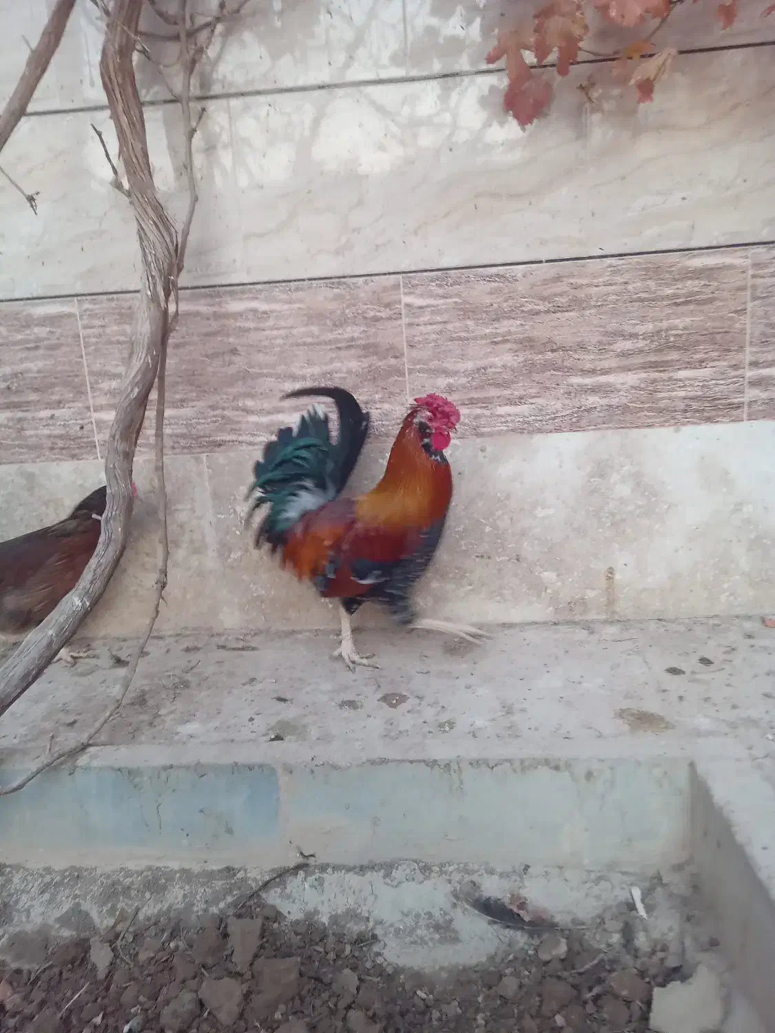 مرغ گلین حیوانات مزرعه|حیوانات مزرعه|برخوار, |دیوار