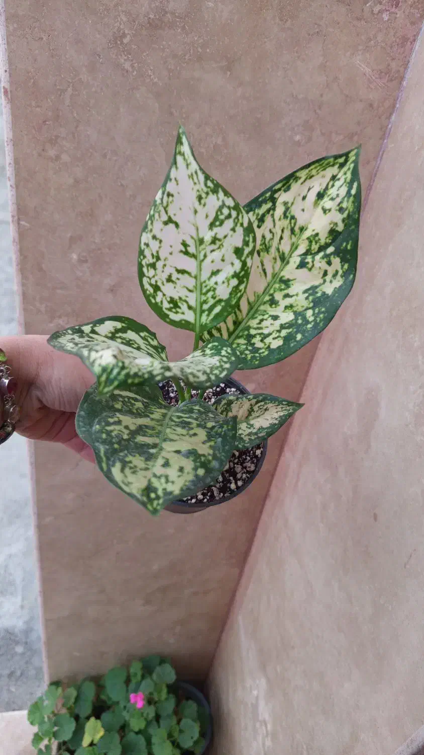 گیاه آپارتمانی زیبا|گل و گیاه طبیعی|رشت, پل تالشان|دیوار