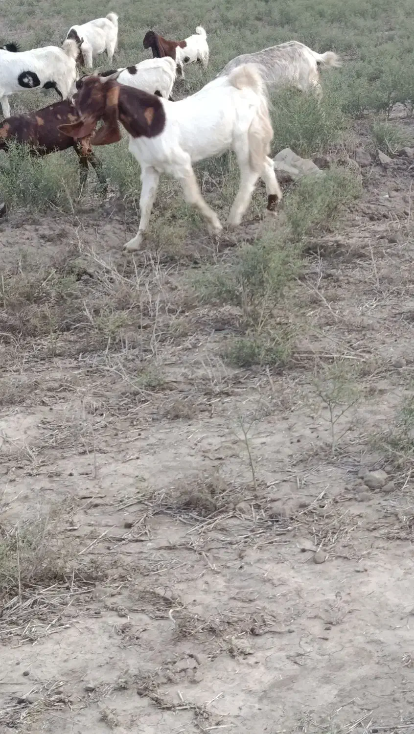 بز نر فروشی .تکه اصل پاکستانی|حیوانات مزرعه|گنبد کاووس, |دیوار