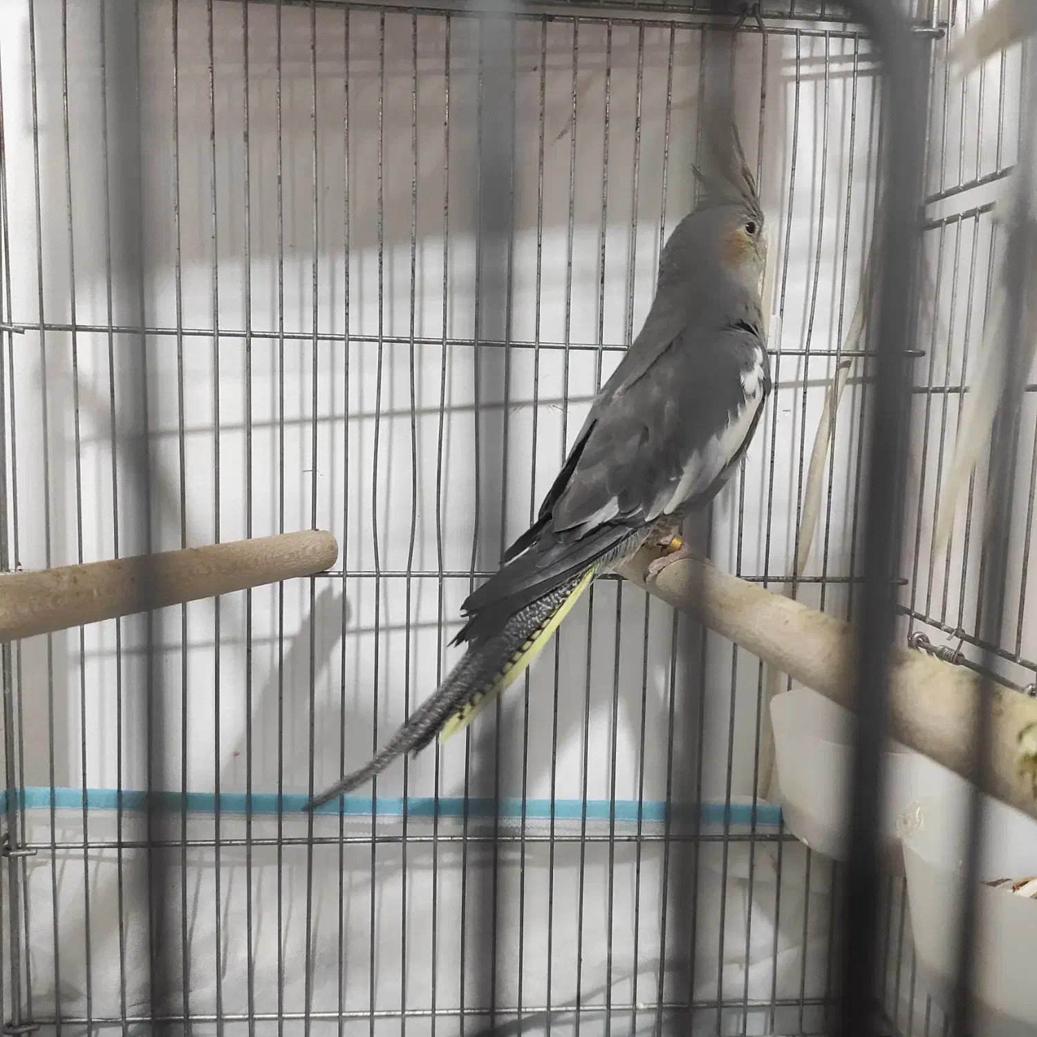 عروس هلندی ماده|پرنده|برازجان, |دیوار