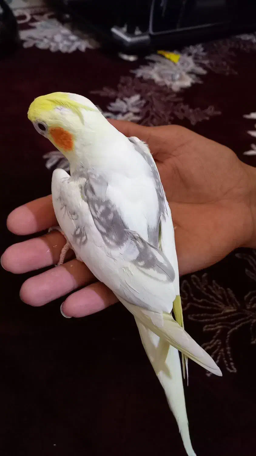 عروس هلندی|پرنده|اسلام‌شهر, شهرک محمدیه|دیوار