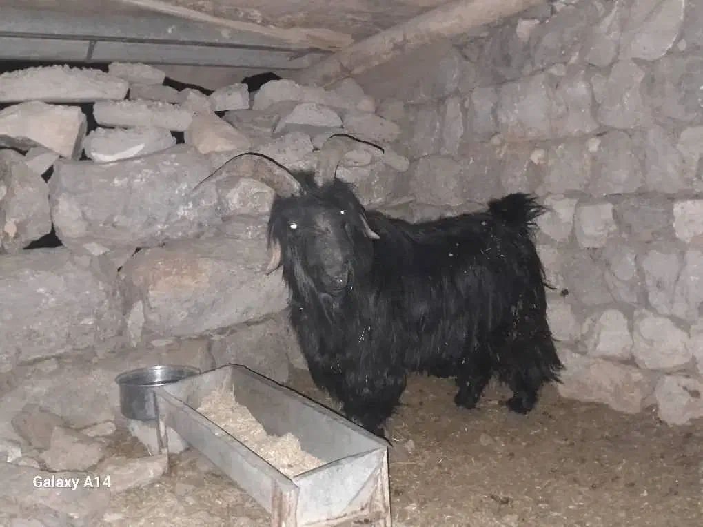 فروشی بعده تخمی|حیوانات مزرعه|ایذه, |دیوار