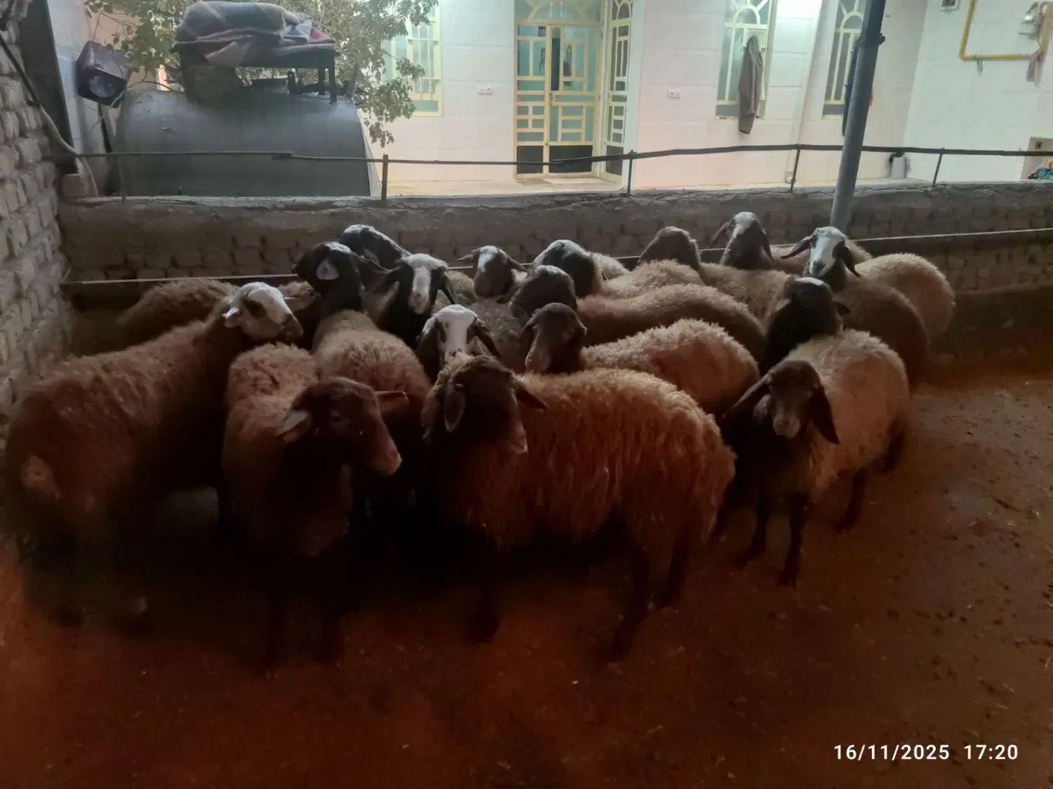 بره ماده|حیوانات مزرعه|کوهدشت, |دیوار