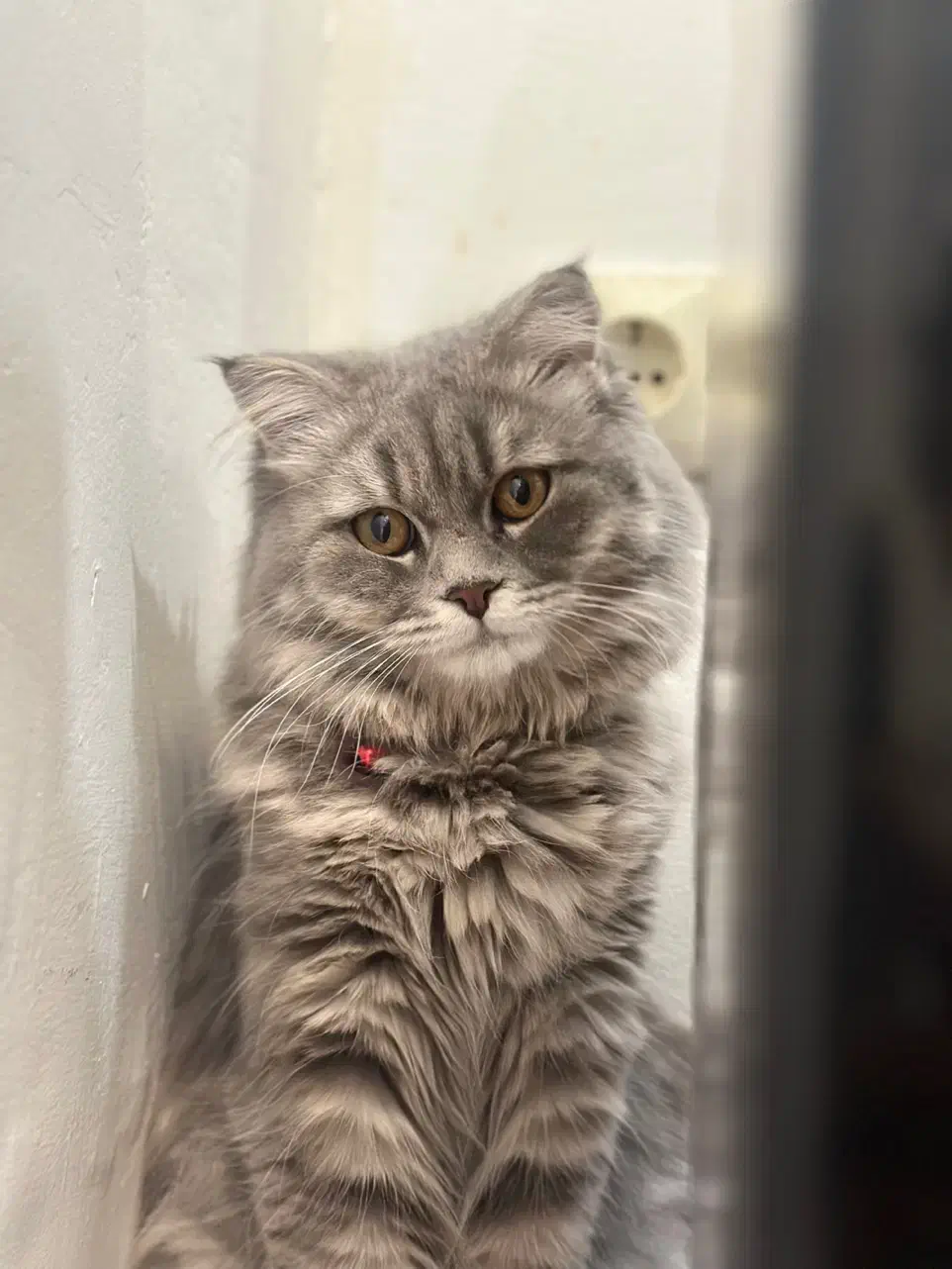 بهترین قیمت پیشنهادی واگذار خواهد شد|گربه|اصفهان, باغ دریاچه|دیوار