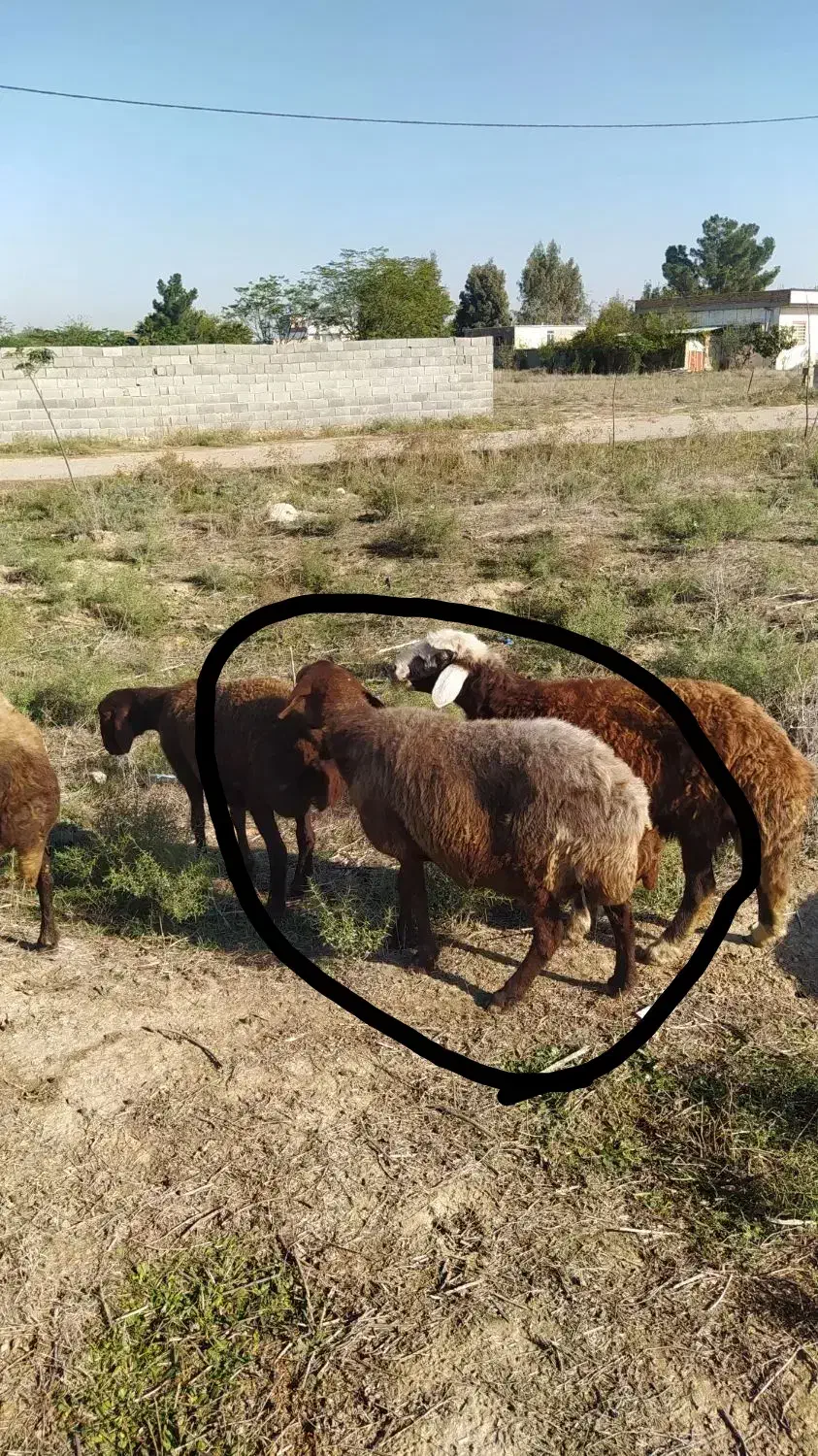 گوسفند‌آبستن‌سنگین|حیوانات مزرعه|گنبد کاووس, |دیوار