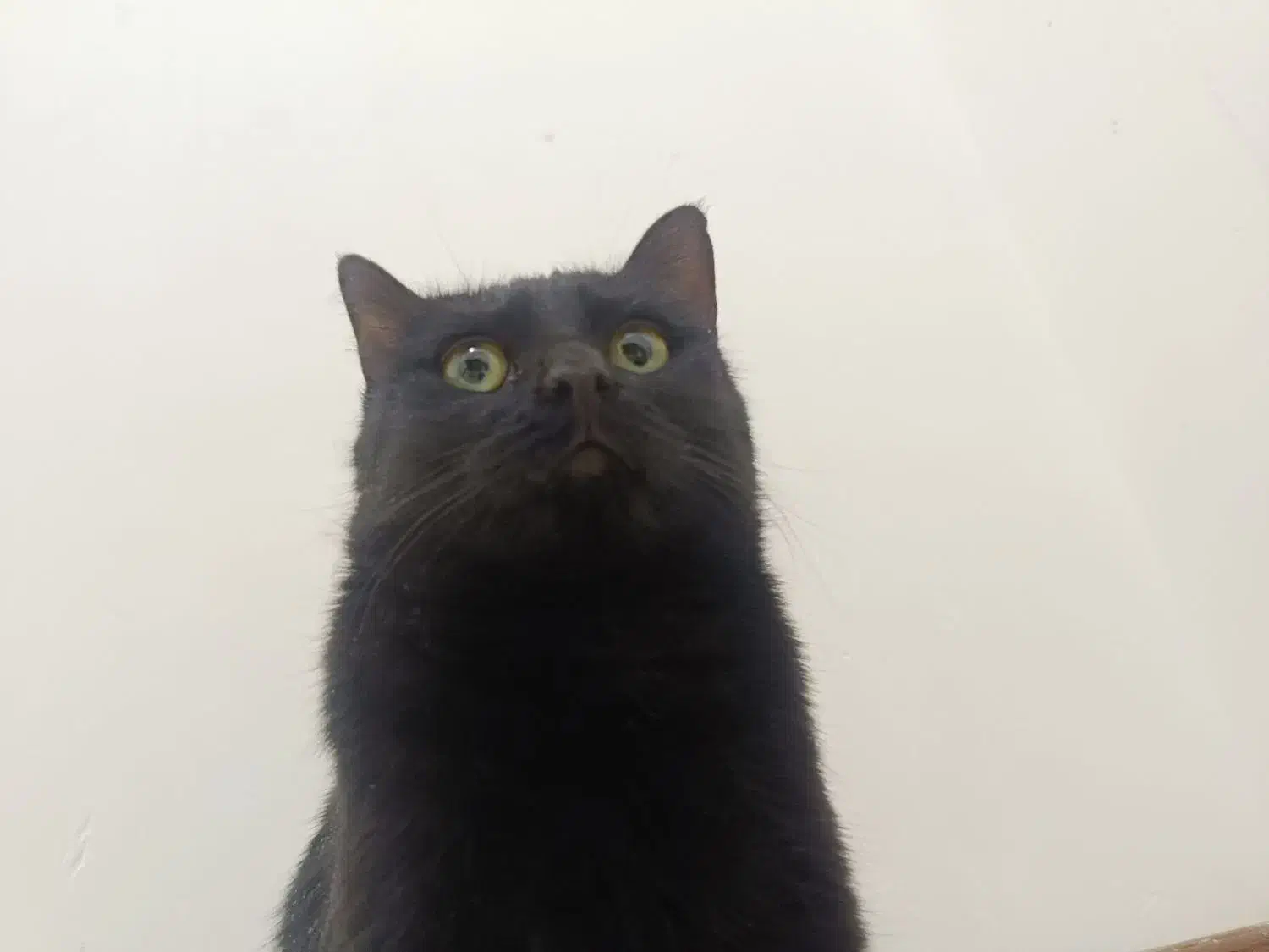 گربه واگذاری مشکی|گربه|یزد, |دیوار