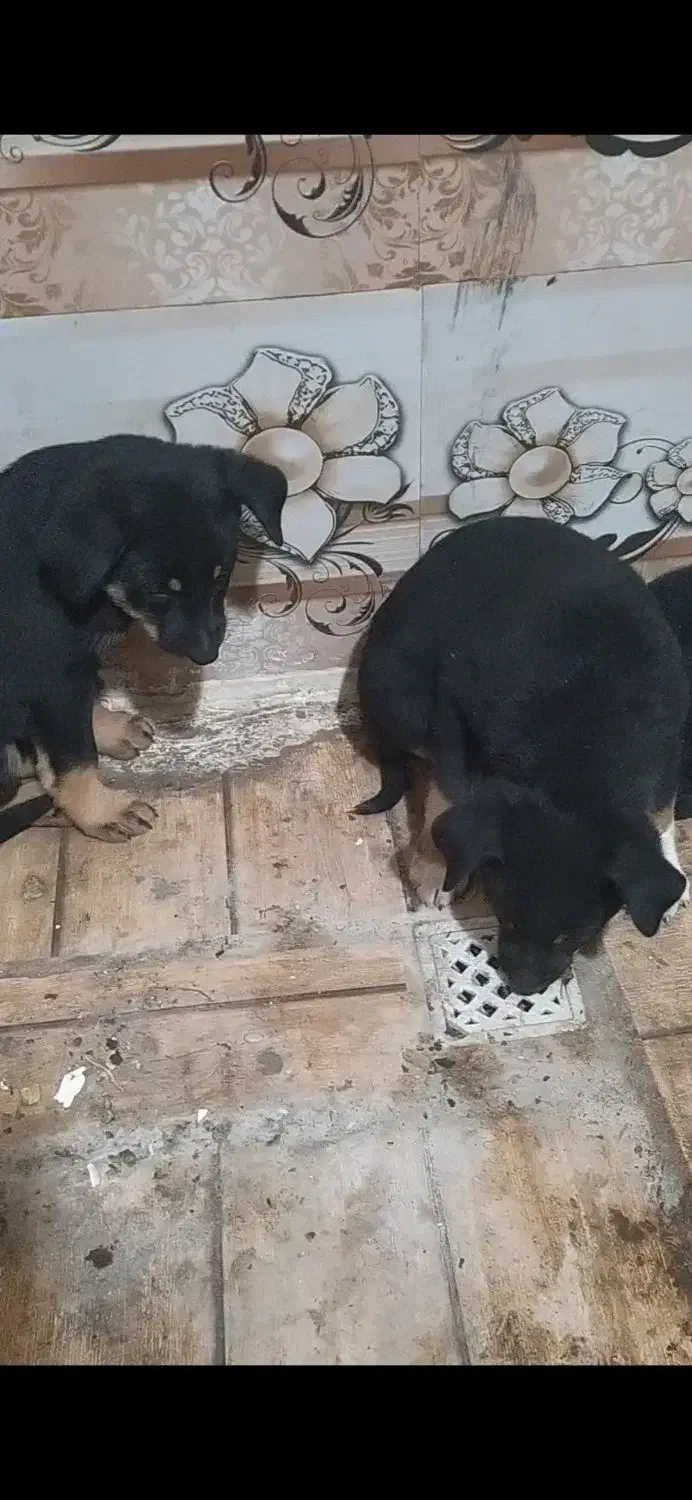 سگ دوبرمن|سگ|کارون, |دیوار