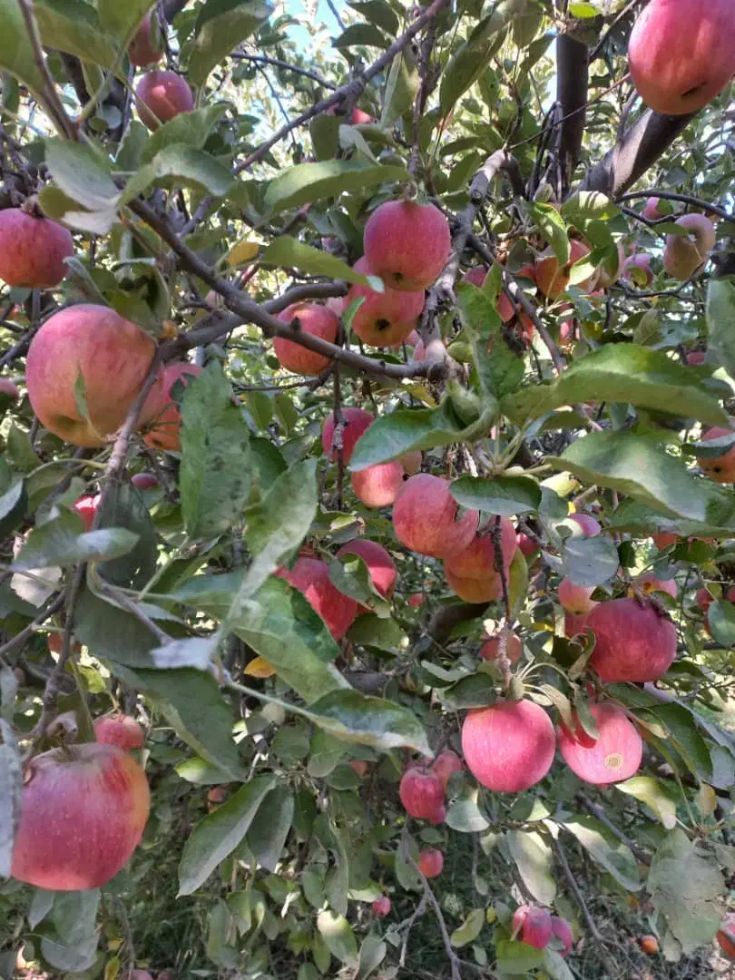 فروش 60 تن سیب 100%100 ارگانیک داخل سردخانه|خوردنی و آشامیدنی|تبریز, |دیوار