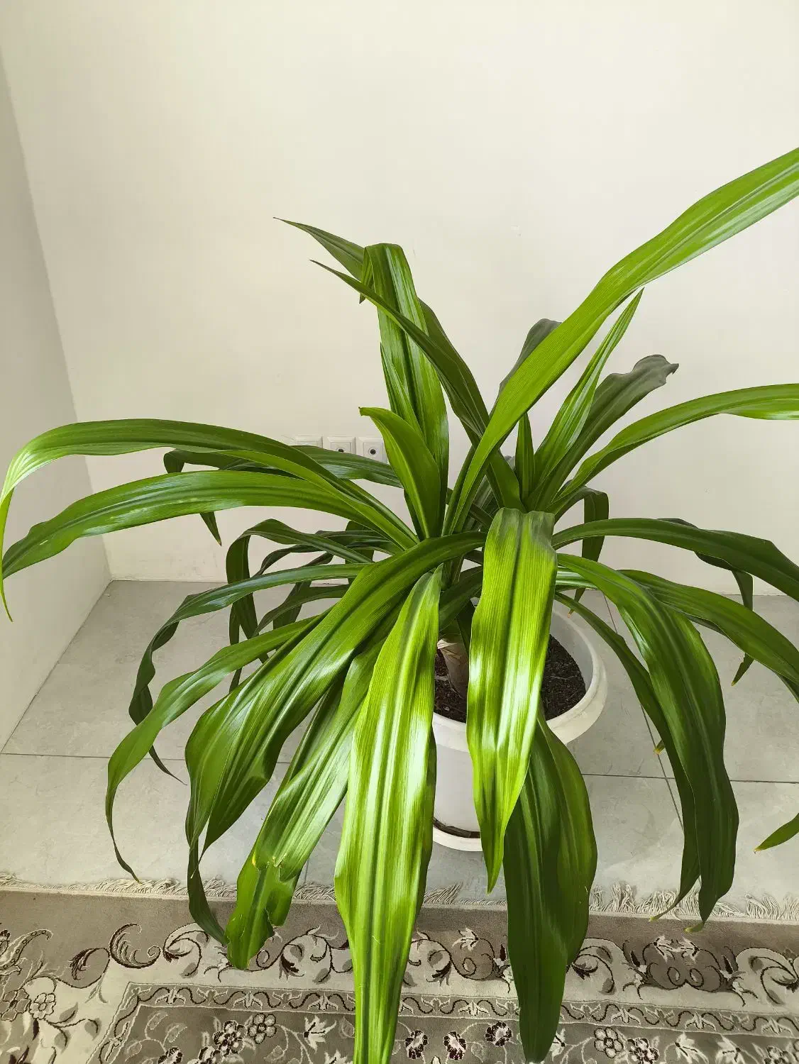 گل اشک ملکه|گل و گیاه طبیعی|اصفهان, رهنان|دیوار