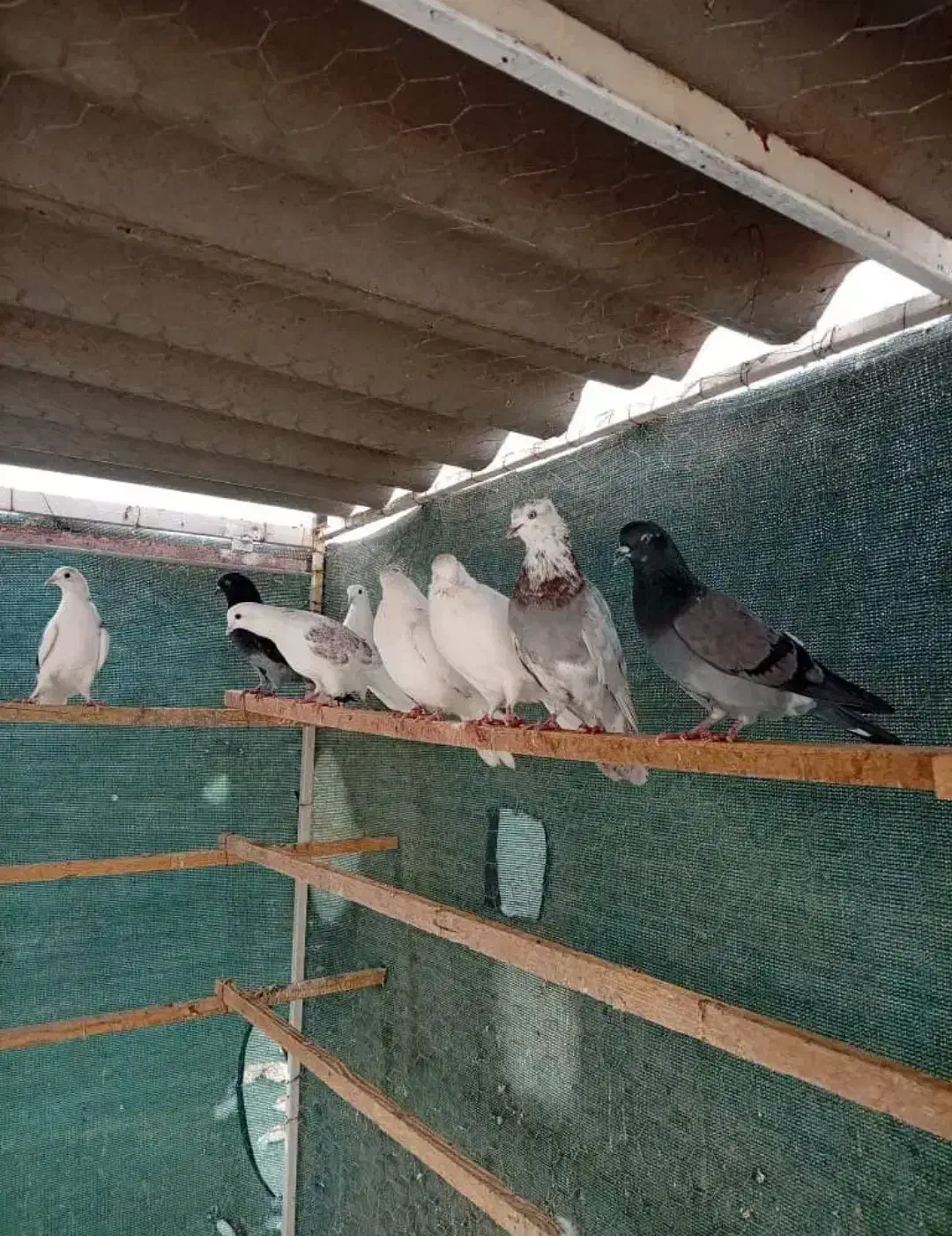 کبوتر پرشی|پرنده|ماهدشت, |دیوار