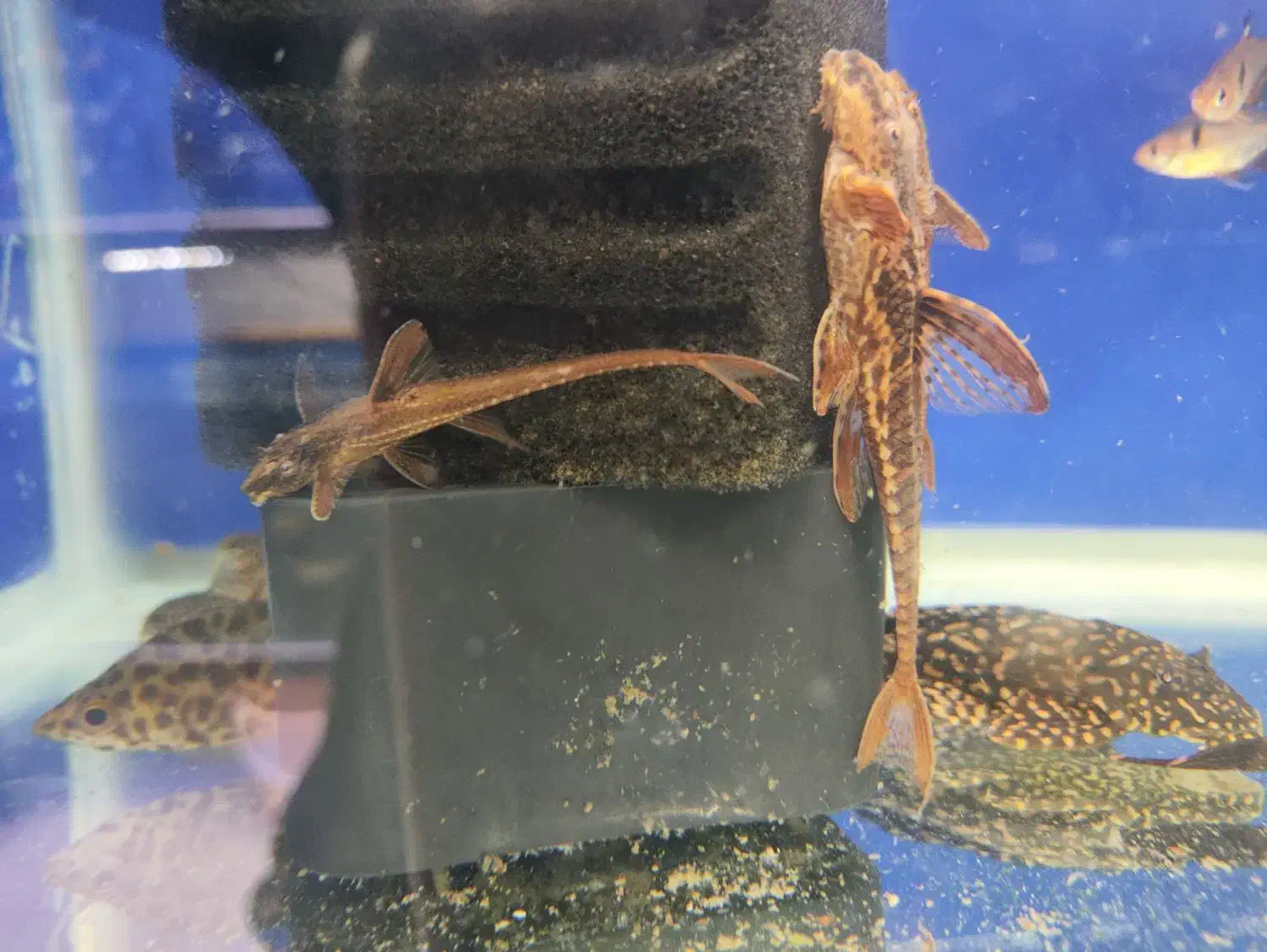 تیم نظافت آکواریوم کوریدوراس  انواع کت خاص شارژ شد|ماهی|مشهد, فاطمیه|دیوار