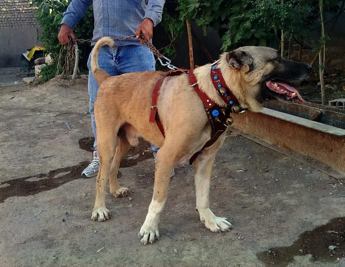 سگ سرابی|حیوانات|قم, جاده معدن|دیوار