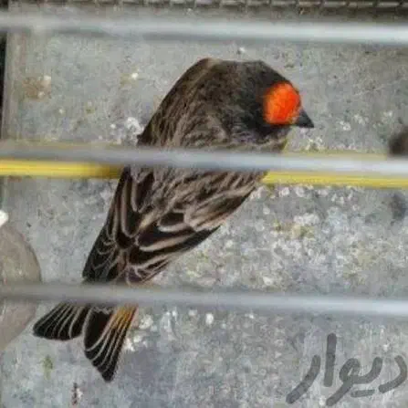 سهره گلبسر مست خون|پرنده|مشهد, احمدآباد|دیوار