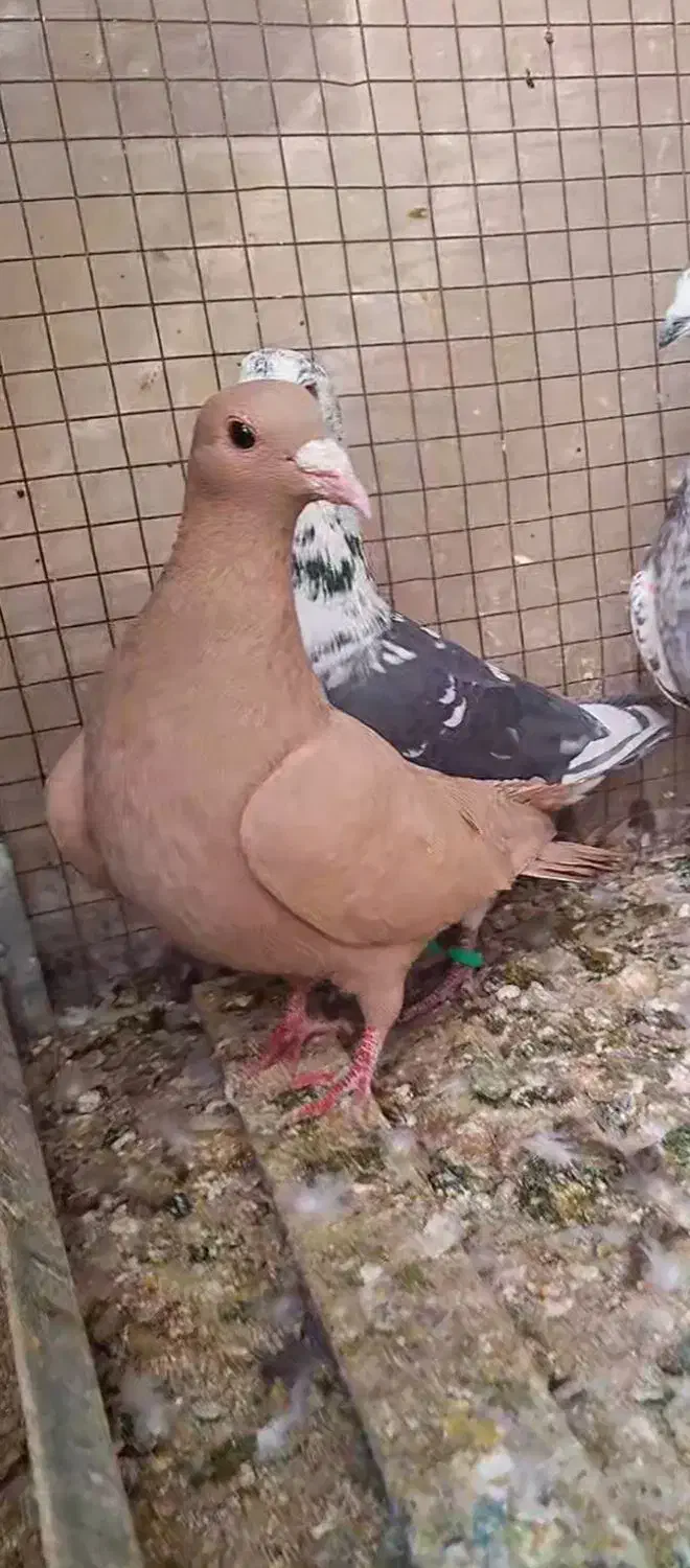 پرنده.کبوتر|پرنده|آباده, |دیوار