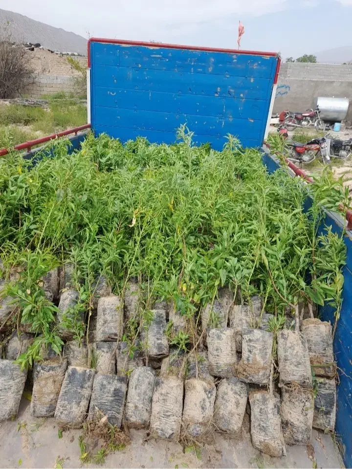 نهال بادام پیوندی، هلو و گوجه باغی پاکتی، ریشه پرس|گل و گیاه طبیعی|شیراز, منطقه هوایی شهید دوران|دیوار