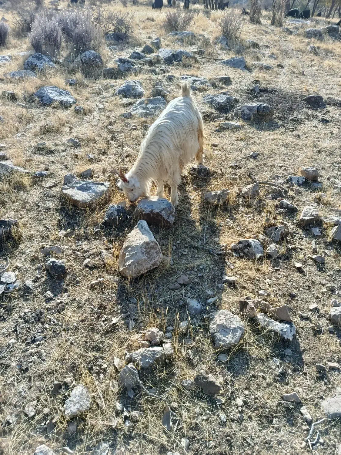 بز پازن|حیوانات مزرعه|شیراز, کیان آباد|دیوار