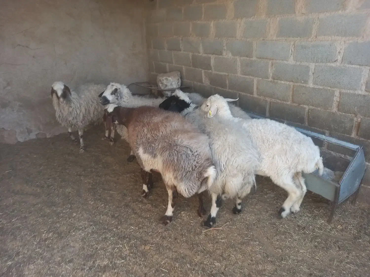 میش چاق|حیوانات مزرعه|یزد, |دیوار