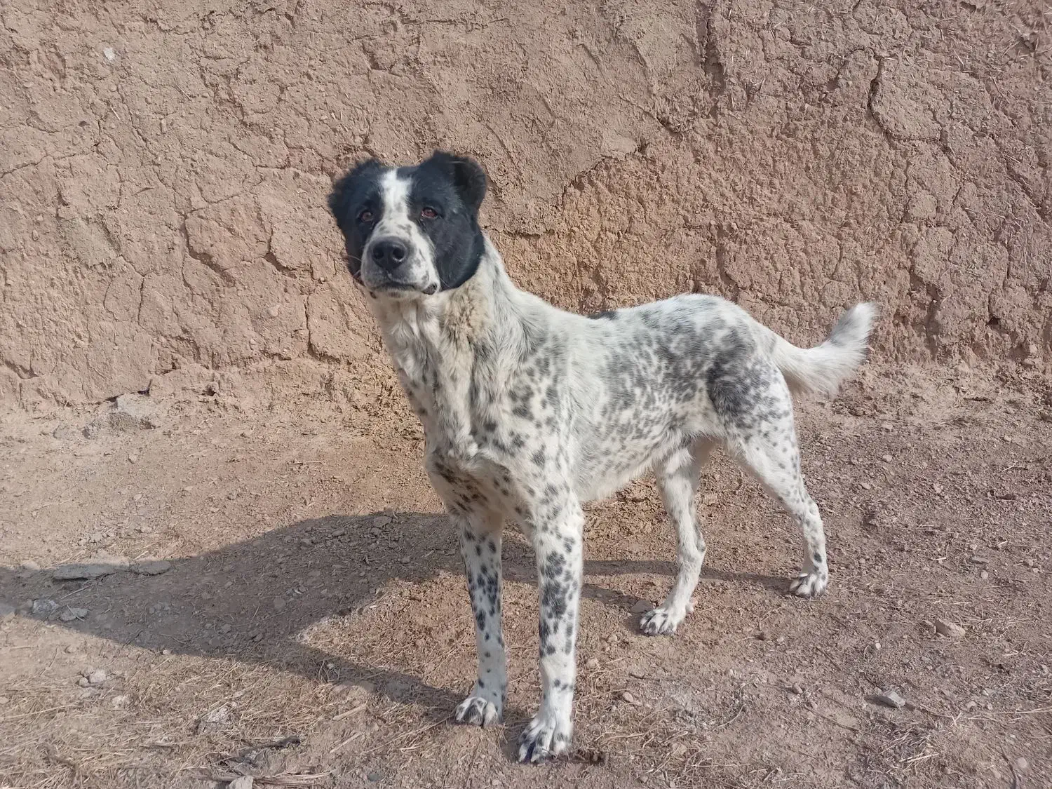 سگ گله نژاد قدریجانی قیمت ۲۵۰۰۰۰۰تومان|سگ|خمین, |دیوار