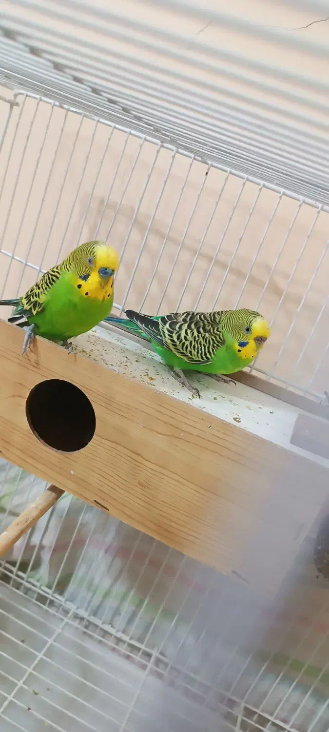 اسباب بازی|اسباب‌بازی بچه|شادگان, |دیوار