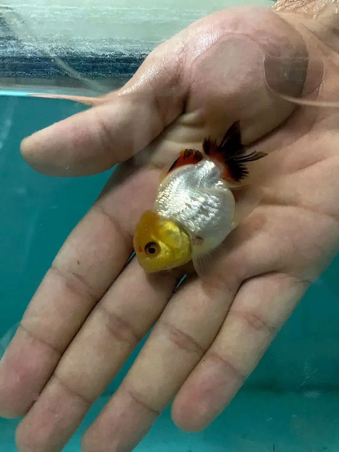 گلدفیش.گوپی.فایتر.اکواریوم|ماهی|ری, شهید بهشتی|دیوار