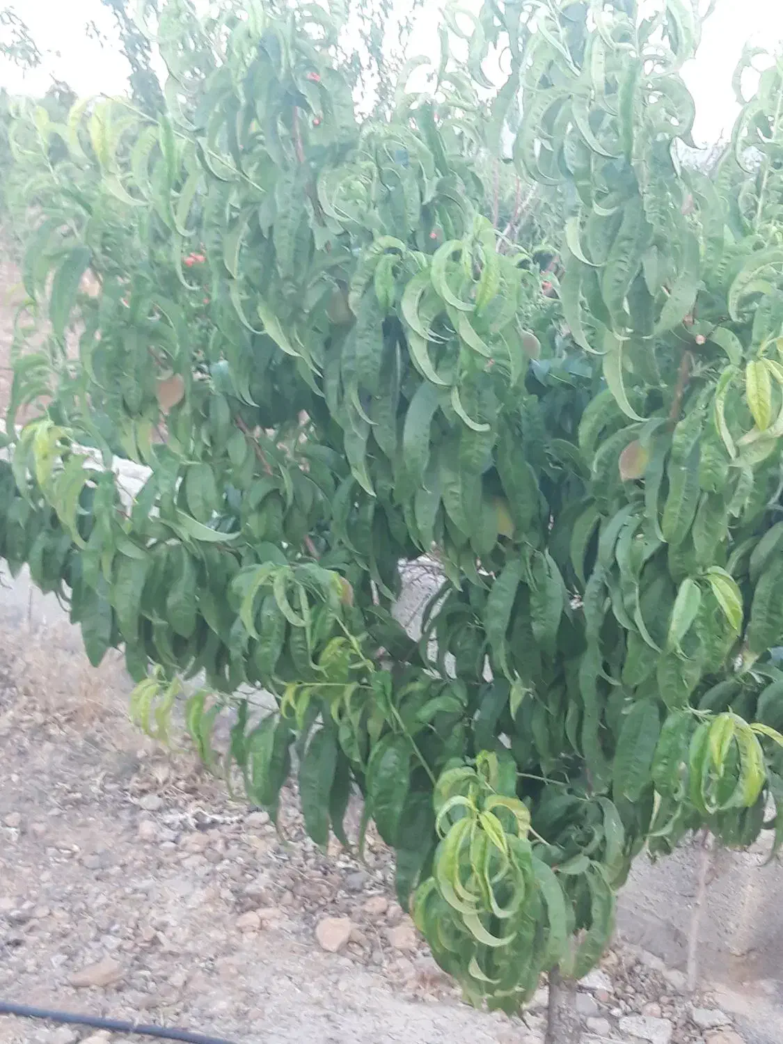 باغ|فروش دفتر صنعتی، کشاورزی، تجاری|تیران, |دیوار