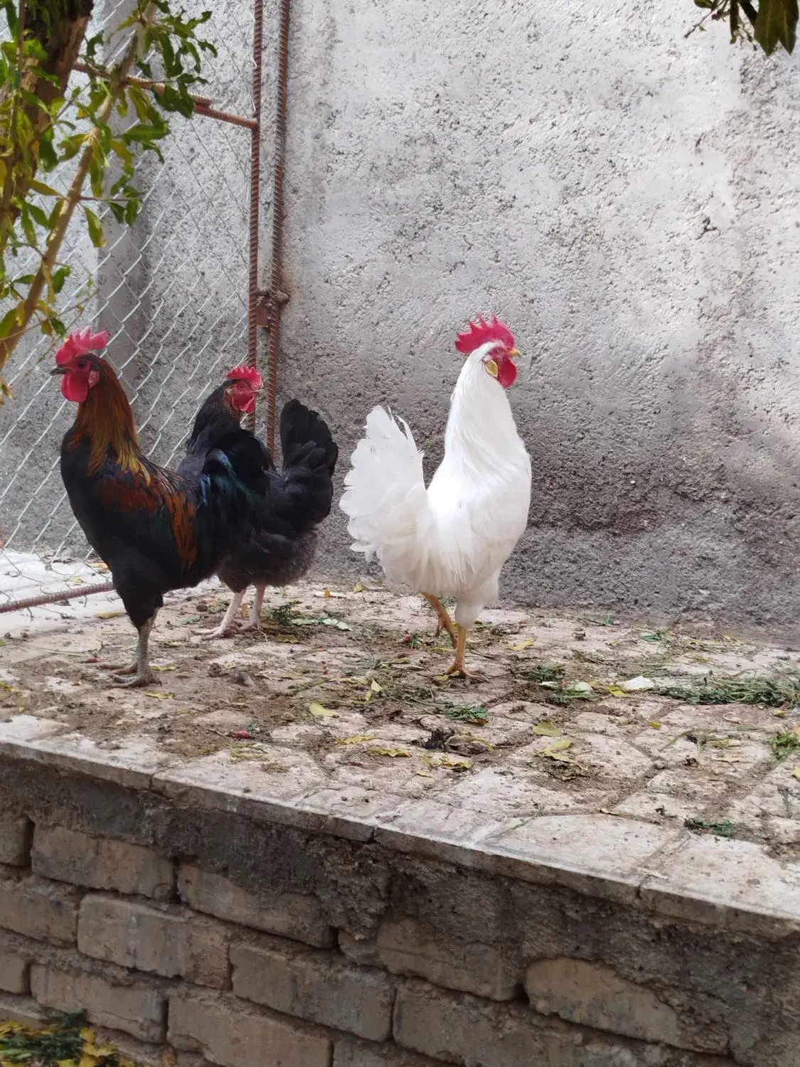 مرغوخروس|حیوانات مزرعه|کهک, |دیوار