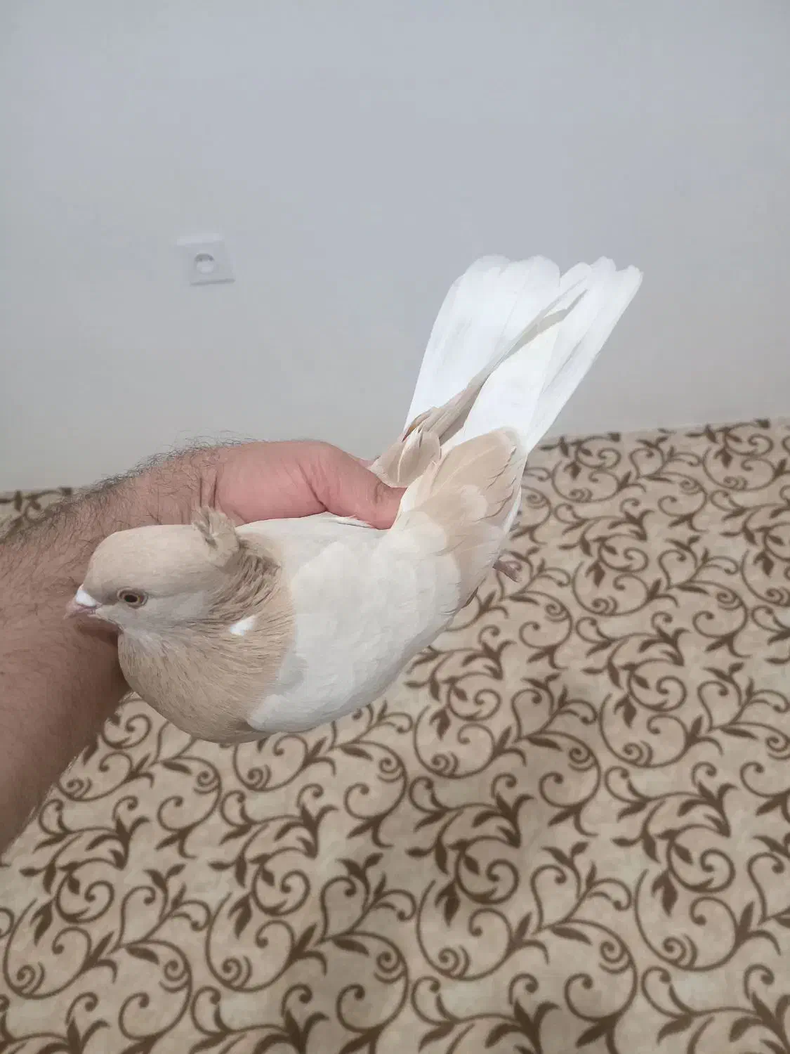 کفتر زرد|پرنده|پیرانشهر, |دیوار