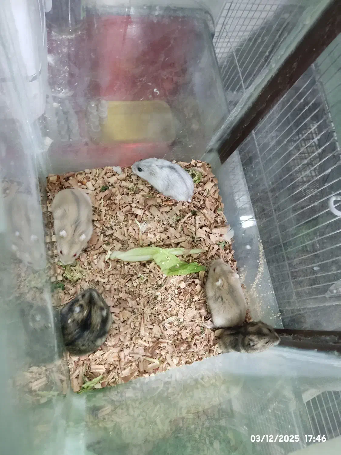 همستر مینیاتوری با پدر و مادر|موش و خرگوش|تهران, شادآباد|دیوار