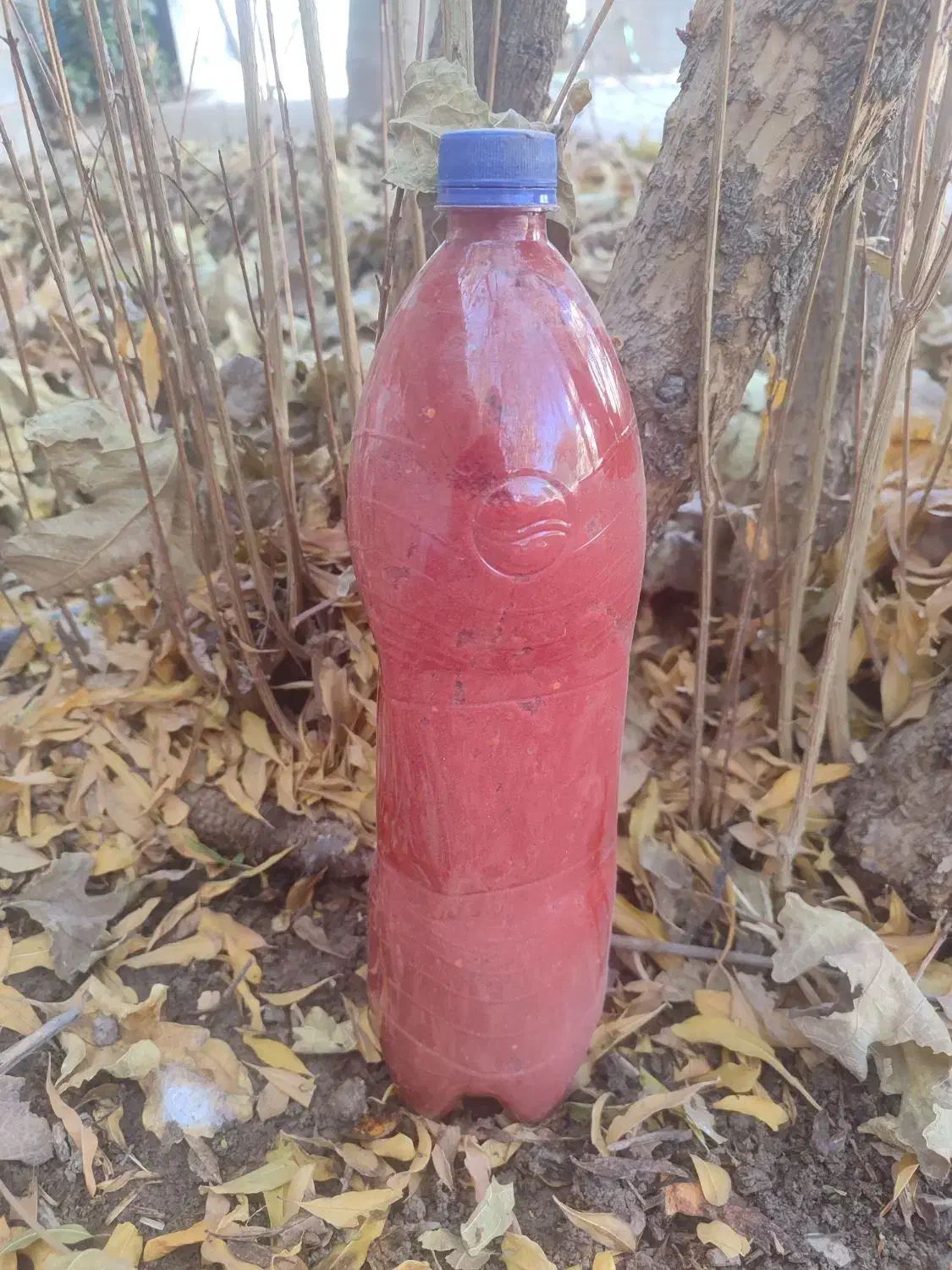 رب گوجه خانگی|خوردنی و آشامیدنی|فیروزآباد (فارس), |دیوار