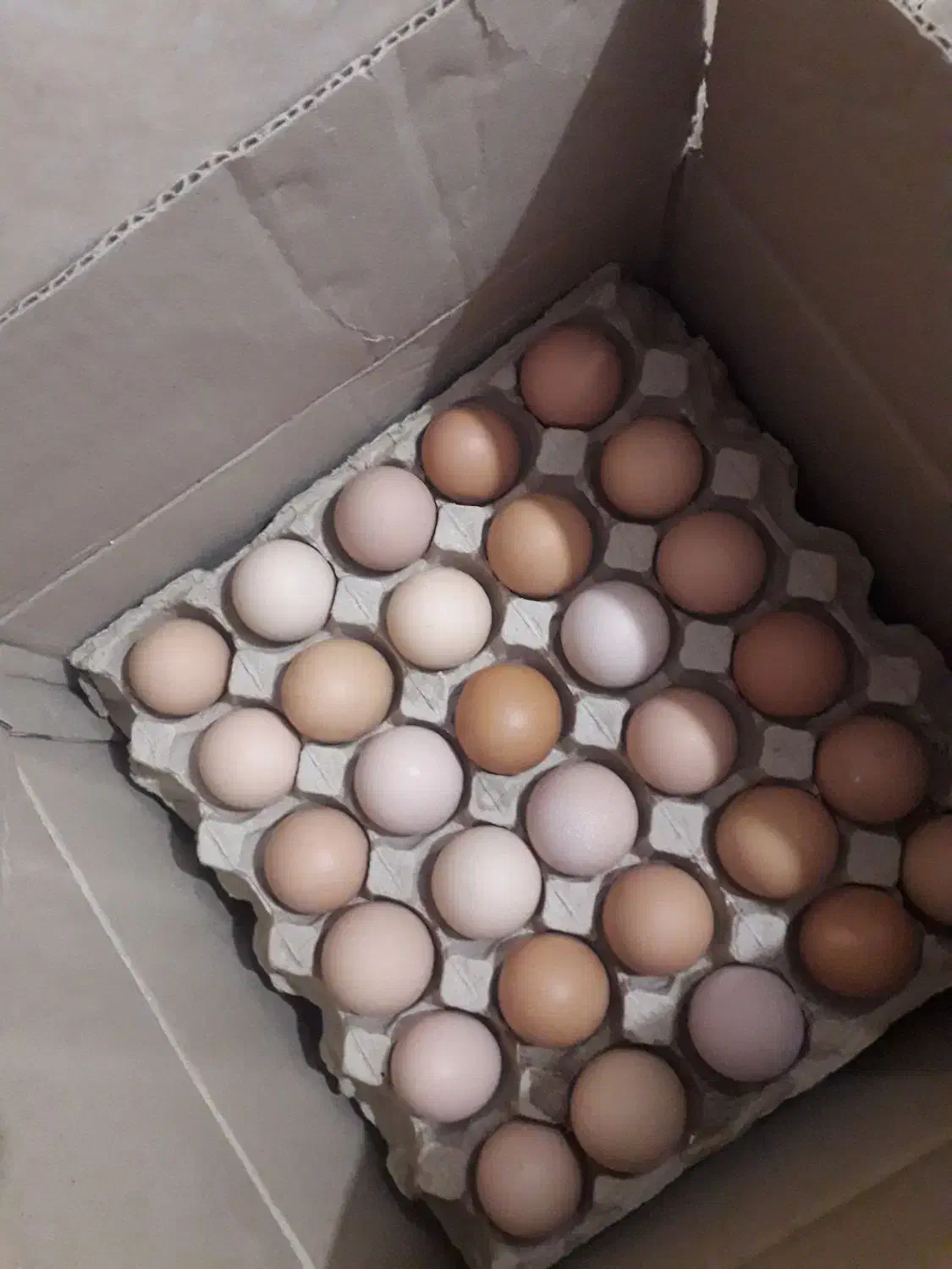 تخم مرغ گلپایگانی|خوردنی و آشامیدنی|قم, شهرک فاطمیه|دیوار