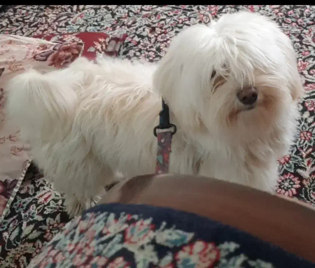 سگ پا کوتاه شیتزو|سگ|کرمان, |دیوار