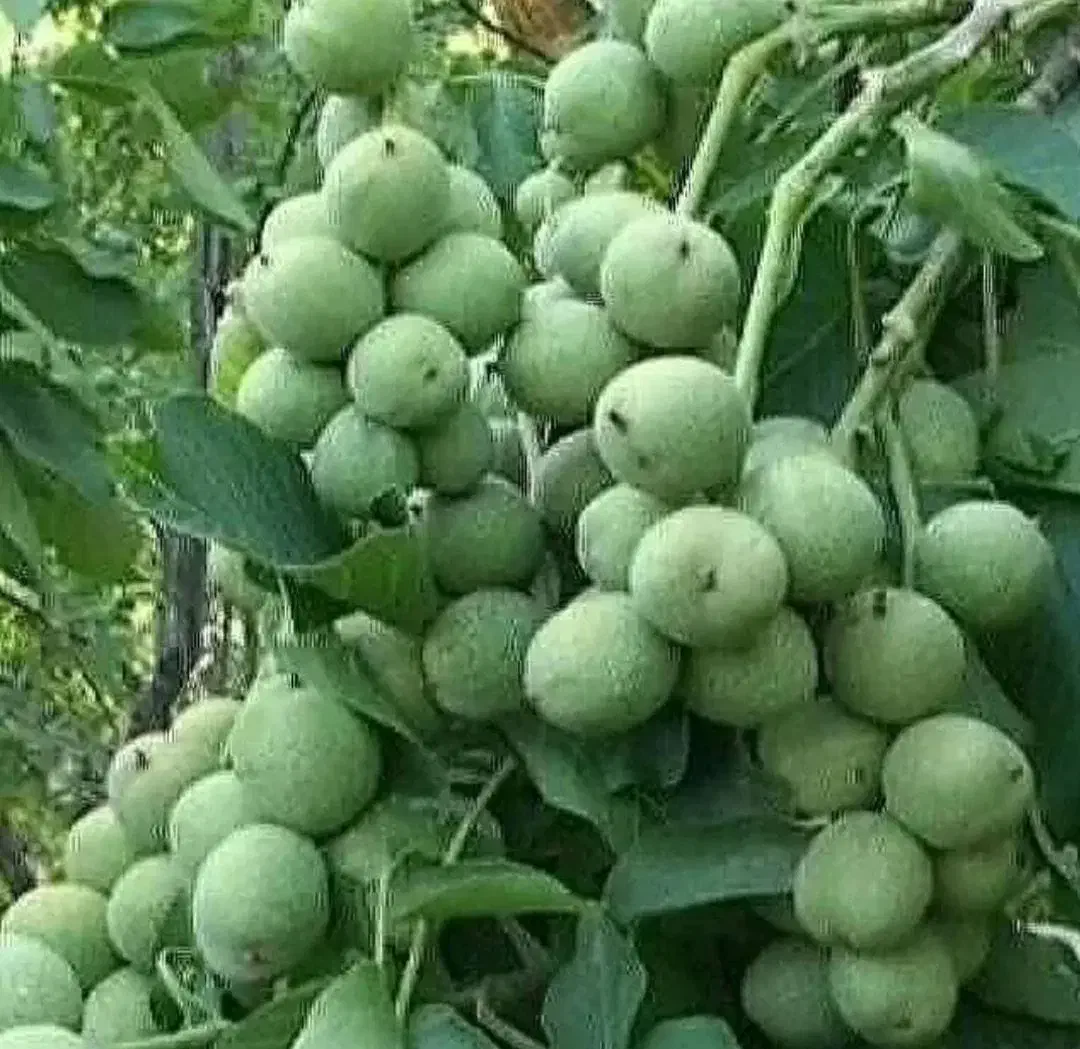 انواع نهال میوه بادام ،پسته،گردو|خدمات باغبانی و درختکاری|نیشابور, مبارکه|دیوار