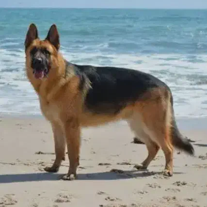 گمشده سگ ژرمن|حیوانات|میبد, |دیوار