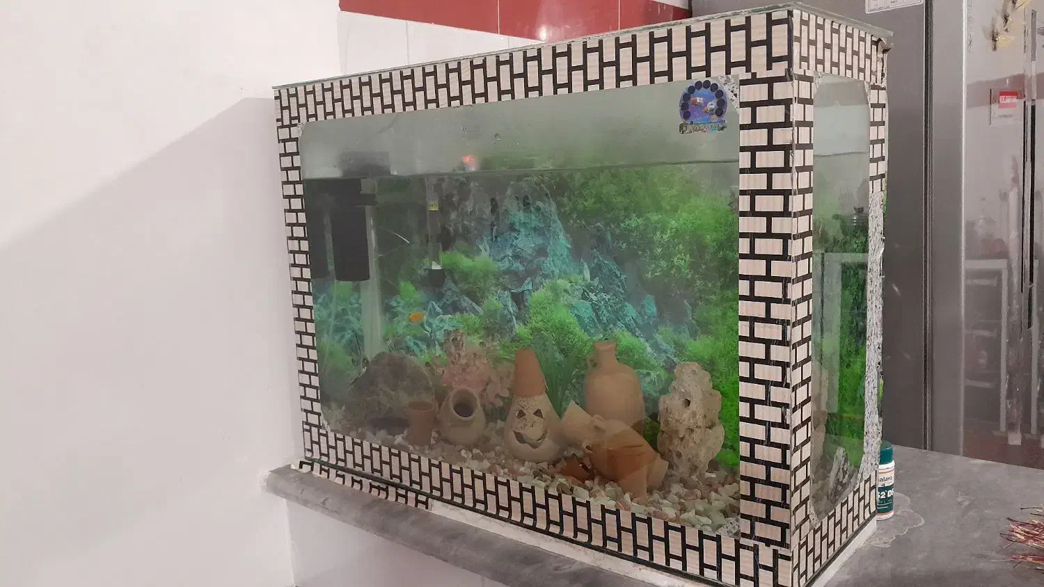 یک عدد آکواریوم ۶میل|ماهی|مراغه, |دیوار