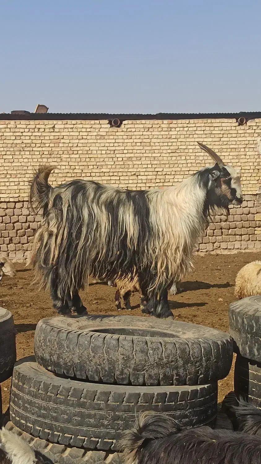 ی بز جوان سه سال|حیوانات مزرعه|مبارکه, |دیوار