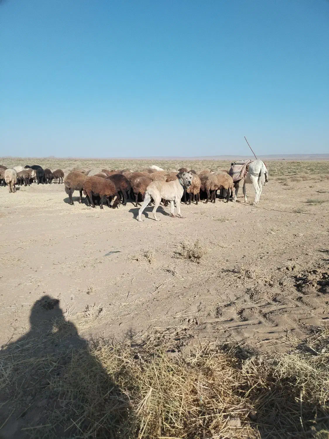 سگ ماده الابای|سگ|خوشاب, |دیوار