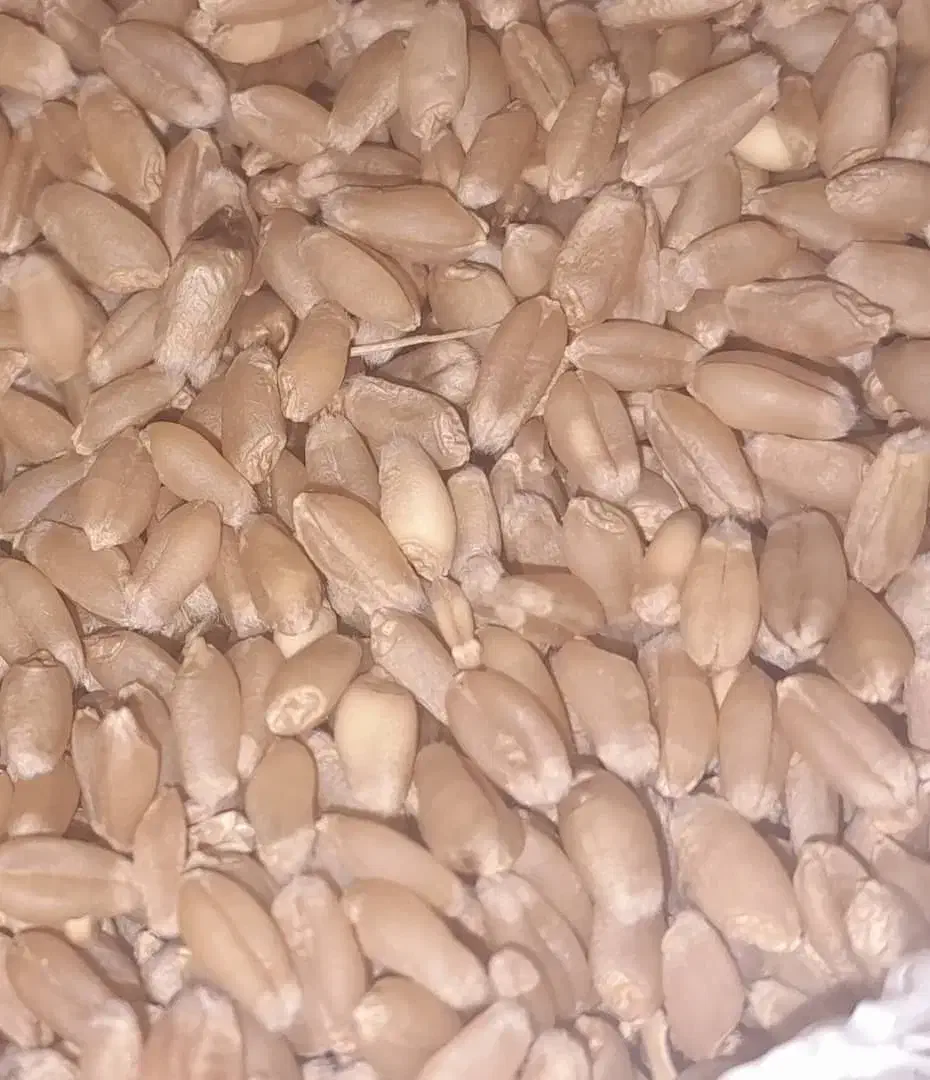 فروش گندم بذری وخوردنی درجه(۱)|خوردنی و آشامیدنی|شوشتر, |دیوار